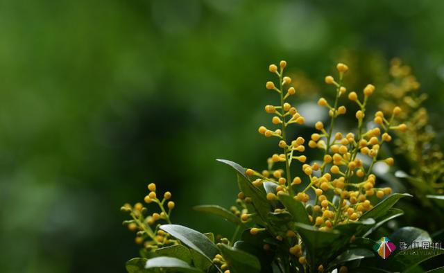 私家花園植物如何配置方法及家庭養(yǎng)花技巧？