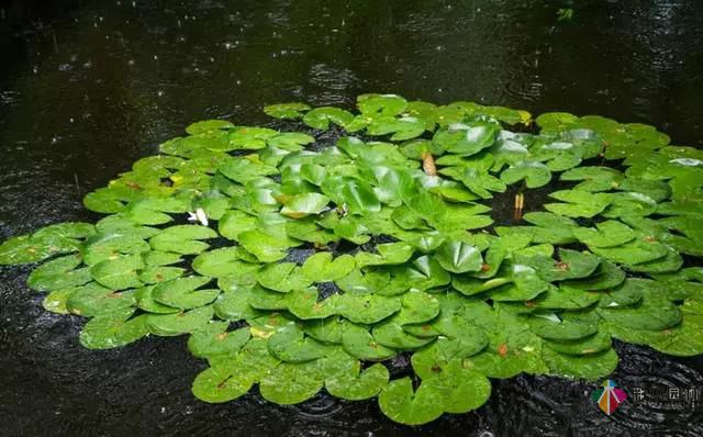這樣的私家花園設計才能體現(xiàn)出接地氣的設計