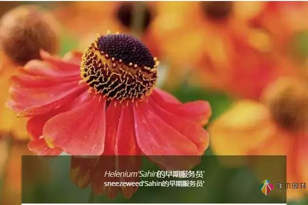 誘人的花園設計,欲罷不能!