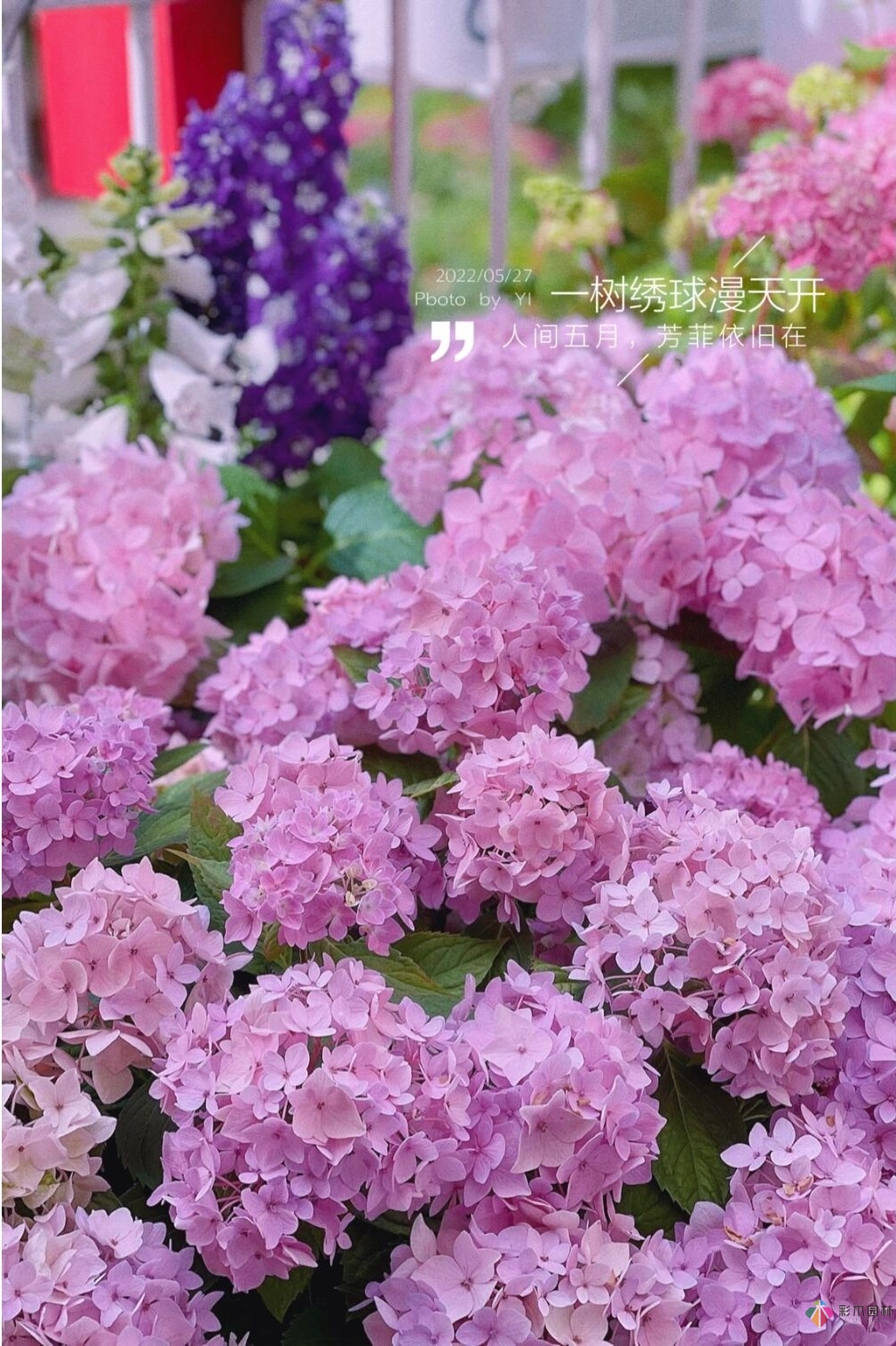 8平米開放式陽臺，DIY變身自己的秘密花園，好美！