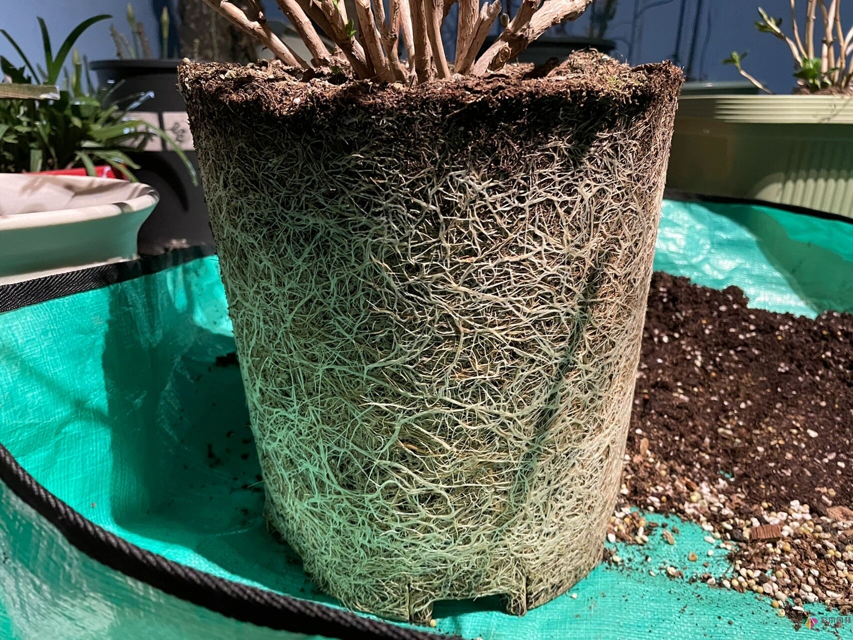 30㎡復(fù)式露臺(tái)，種花種草打造“sky 花園”，折騰了一年多，