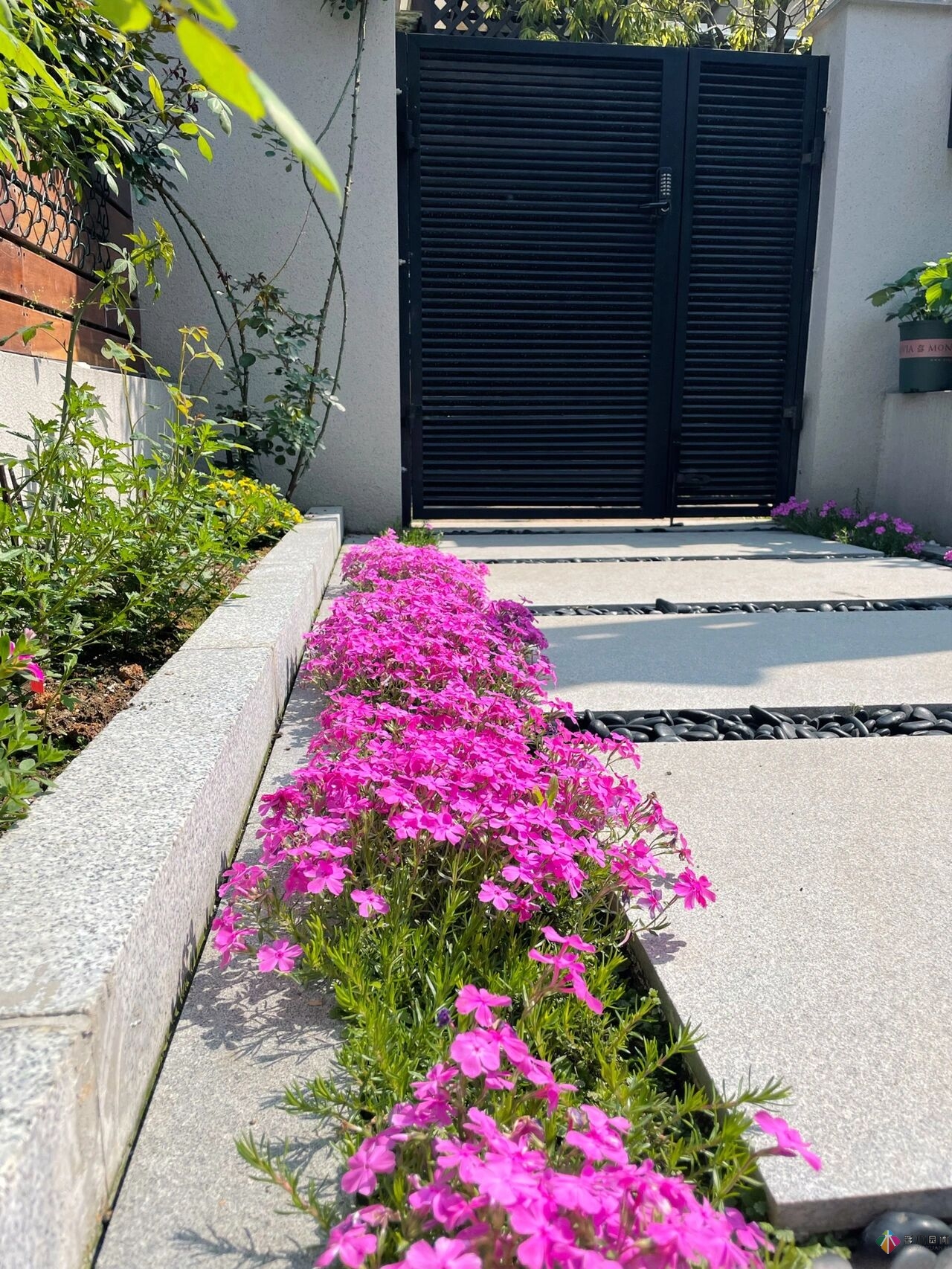 31歲的時候,用花園買了房子。折騰了300多天,滿園花開。