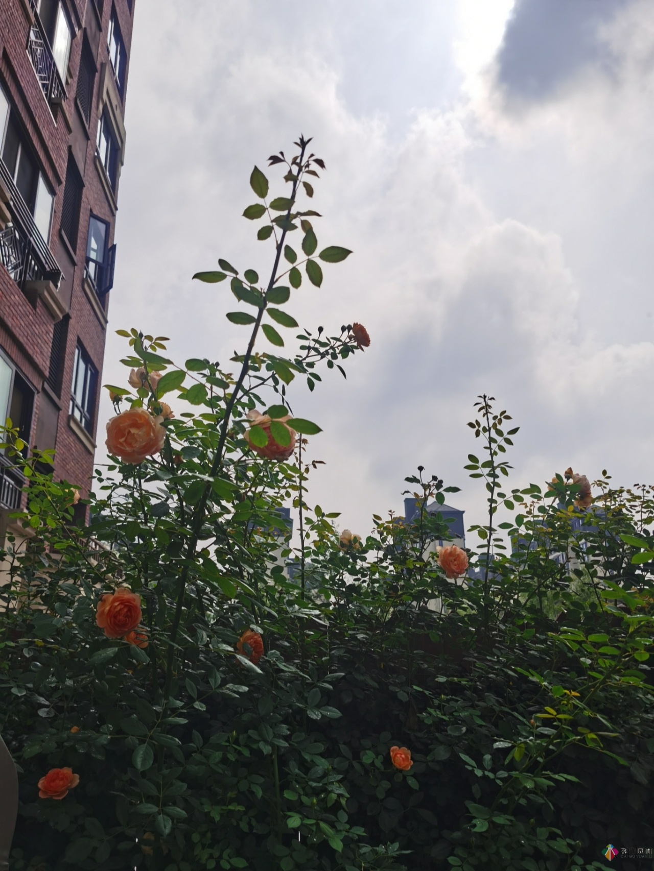 不顧父母反對，買了一層110㎡的院子，自己一個人折騰成花園。就這么治好了。
