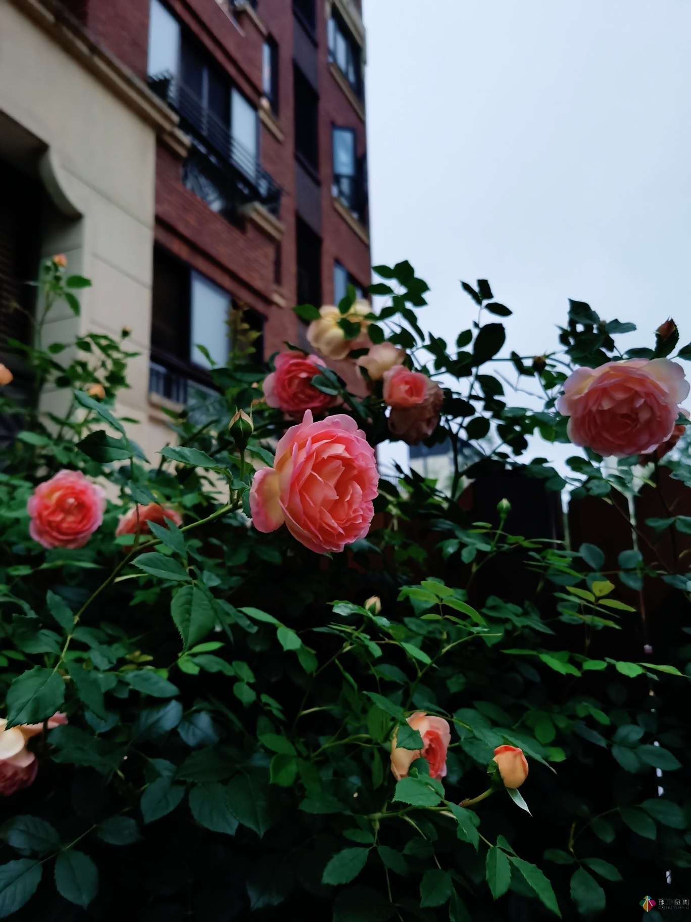 不顧父母反對，買了一層110㎡的院子，自己一個人折騰成花園。就這么治好了。
