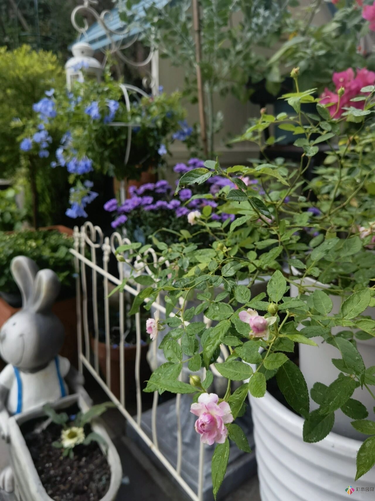 不顧父母反對，買了一層110㎡的院子，自己一個人折騰成花園。就這么治好了。
