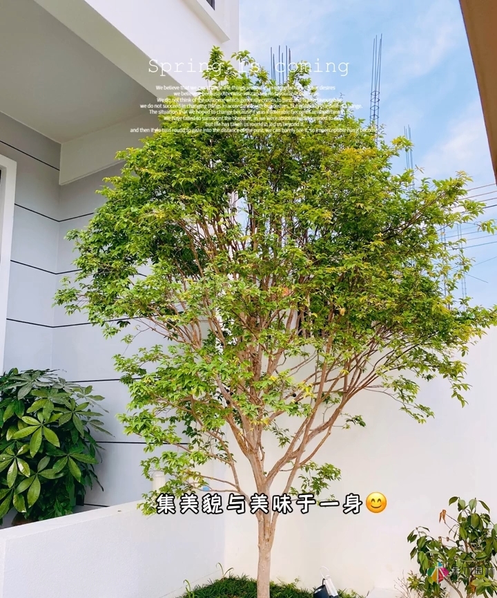 花17萬(wàn)，改造農(nóng)村自建房150 m2庭院花園，入住三個(gè)月，感覺好