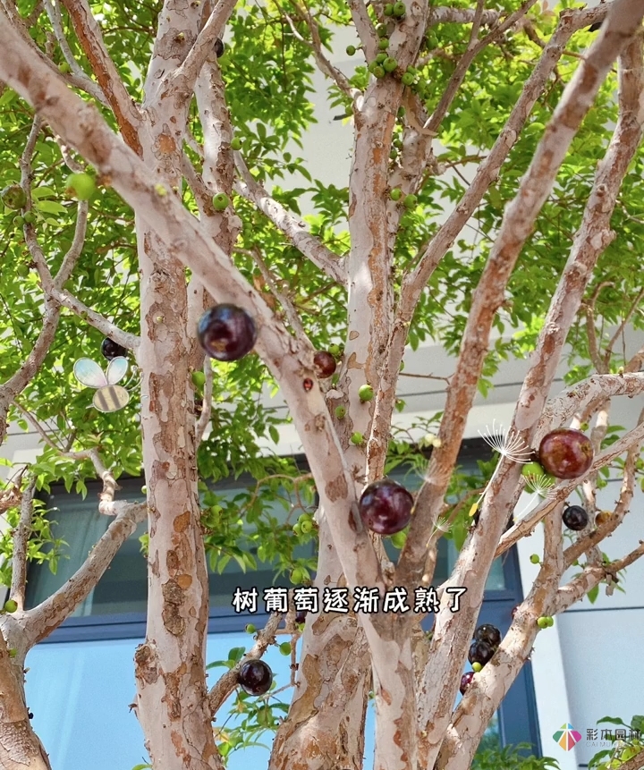 花17萬(wàn)，改造農(nóng)村自建房150 m2庭院花園，入住三個(gè)月，感覺好