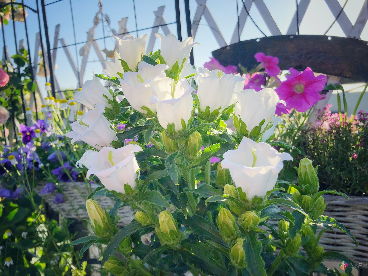 花了4年時間搭建了13㎡的屋頂露臺花園，每個角落都美如畫