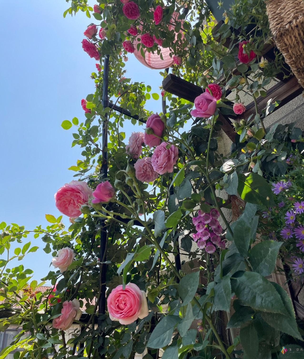 花了4年時間搭建了13㎡的屋頂露臺花園，每個角落都美如畫