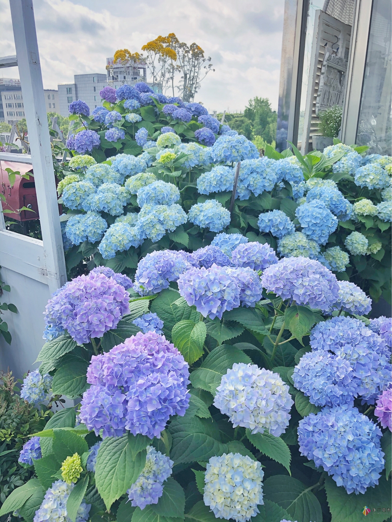 花了4年時間搭建了13㎡的屋頂露臺花園，每個角落都美如畫