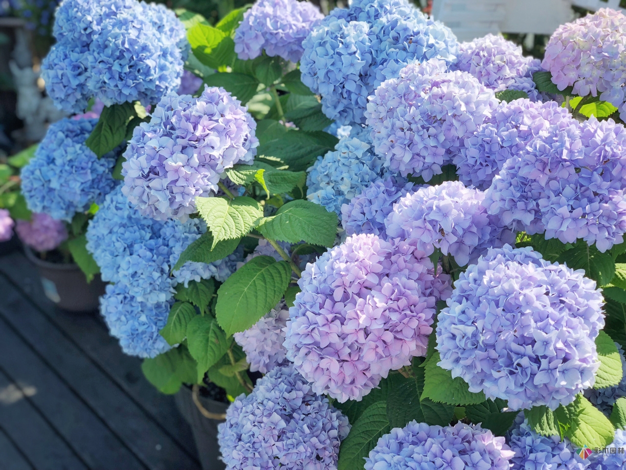 花了4年時間搭建了13㎡的屋頂露臺花園，每個角落都美如畫