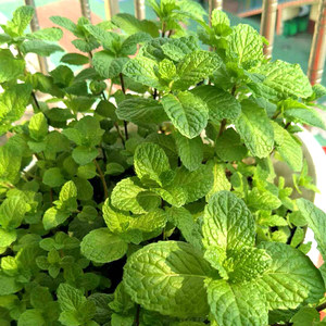 有了這個花園 kitchen，你可以隨時隨地吃燭光晚餐。