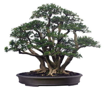 花園 ~里總要有個盆景吧，為什么這么貴？怎么澆水保養？