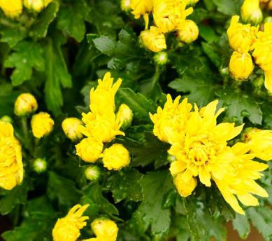 別墅庭院設計夏季如何養盆栽菊花？