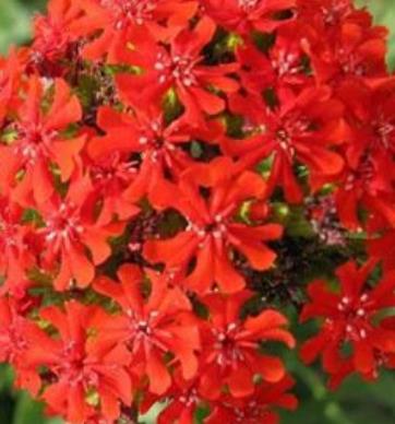 設計中的villa花園Chilo的飼養(yǎng)方法
